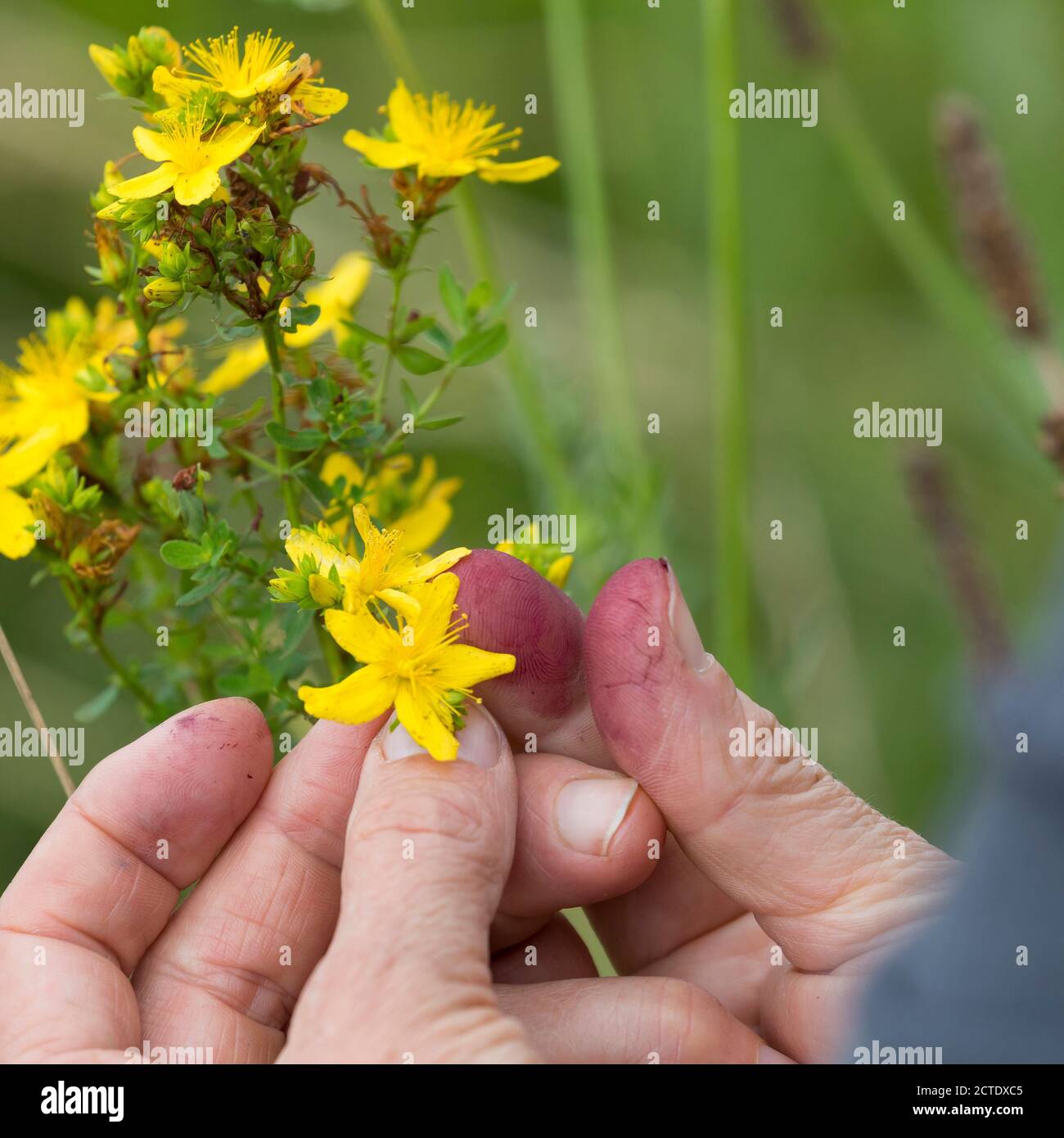 Common St Johns-wort, perforate St Johns-wort, klamath weed, St. Johns-wort (Hypericum perforatum), red color of a grinded flower, Germany Stock Photo