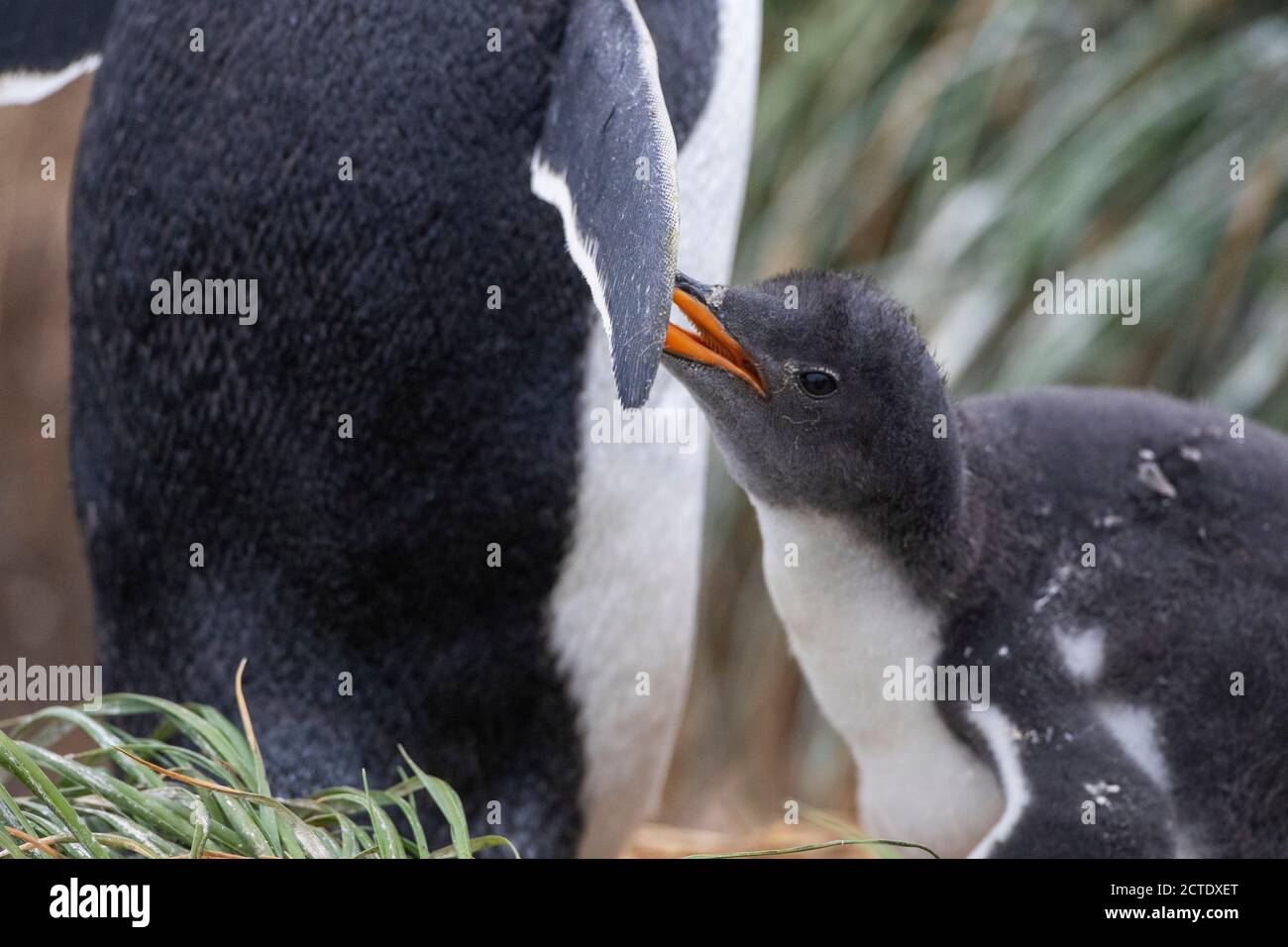 gentoo penguin (Pygoscelis papua, Pygoscelis papua papua), begging young with its parent, Australia, Tasmania, Macquarie Island, Buckles bay Stock Photo