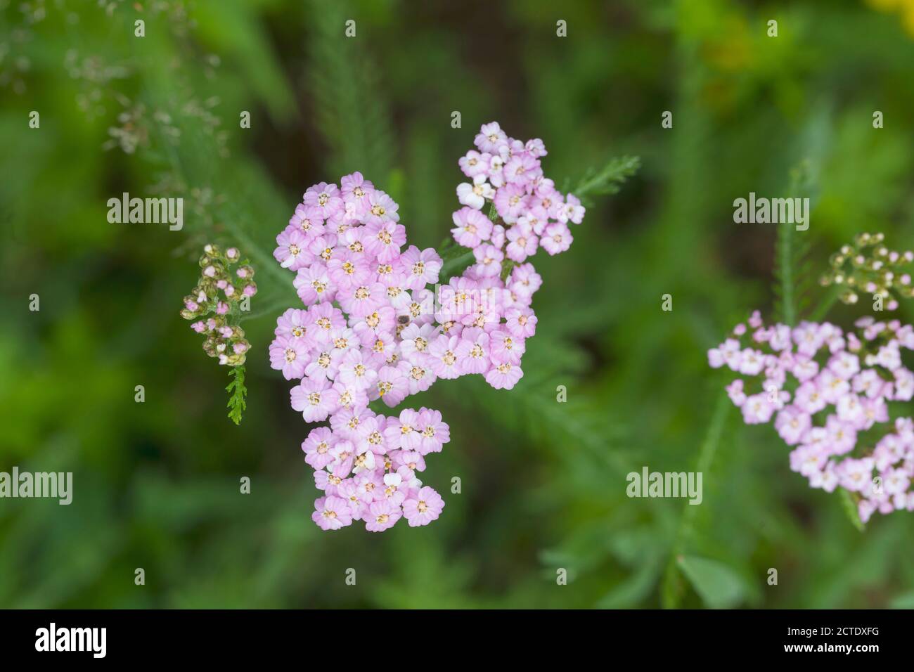 Yarrow, Common yarrow (Achillea millefolium), with pink flowers, Germany Stock Photo