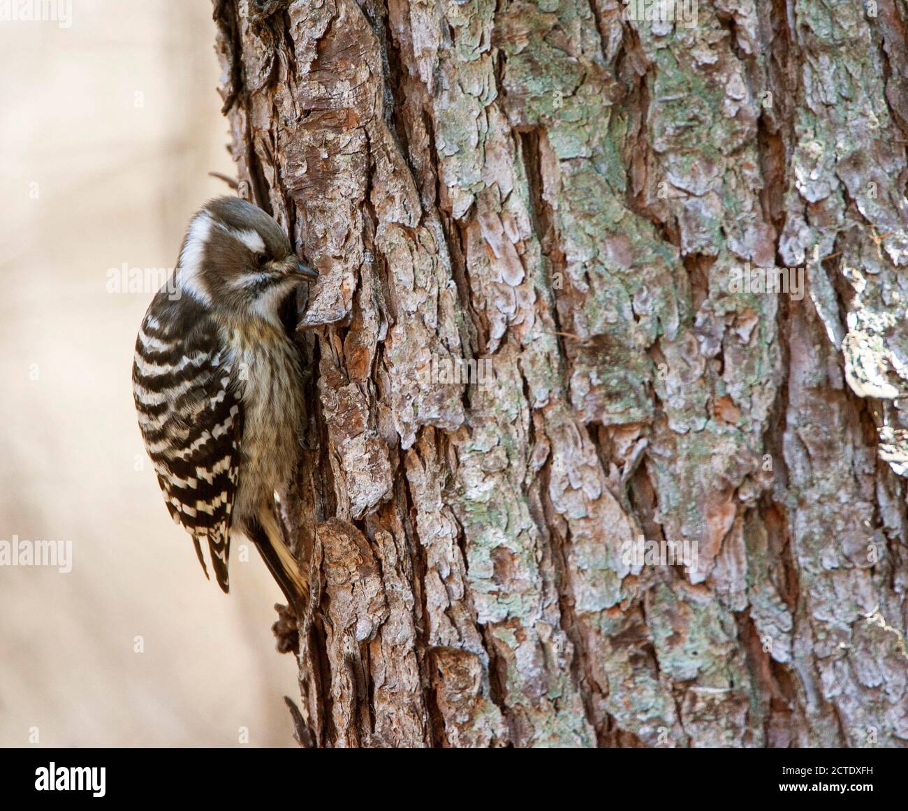 Japanese Pygmy Woodpecker (Yungipicus kizuki), foraging on the side of the trunk of a pine tree, Japan Stock Photo