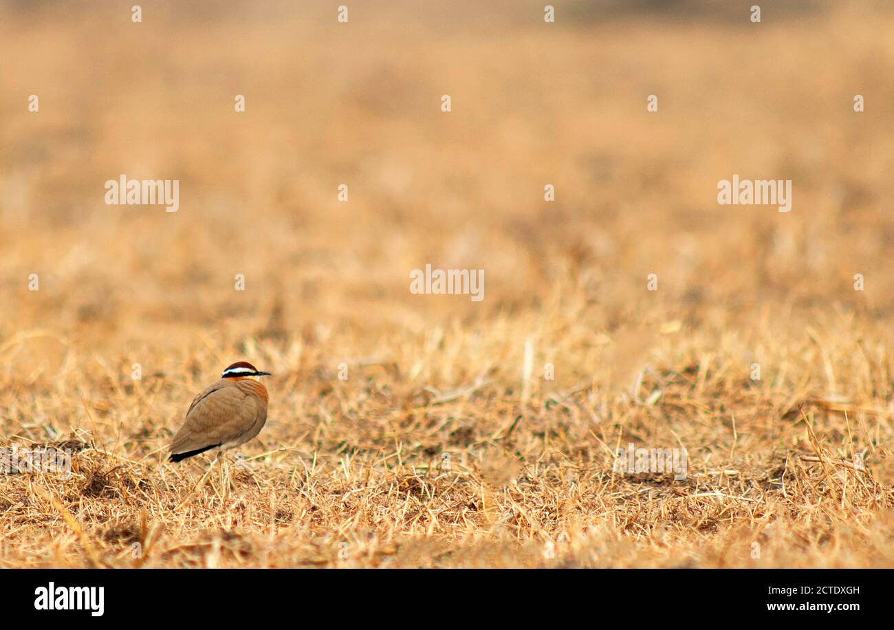 Indian courser (Cursorius coromandelicus), adult standing in a barren arid field, India Stock Photo