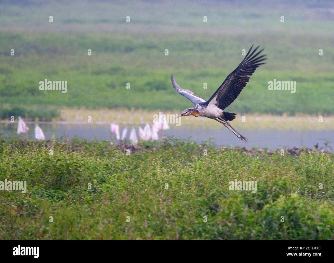 greater adjutant stork (Leptoptilos dubius), flying low over a marsh meadow, India Stock Photo