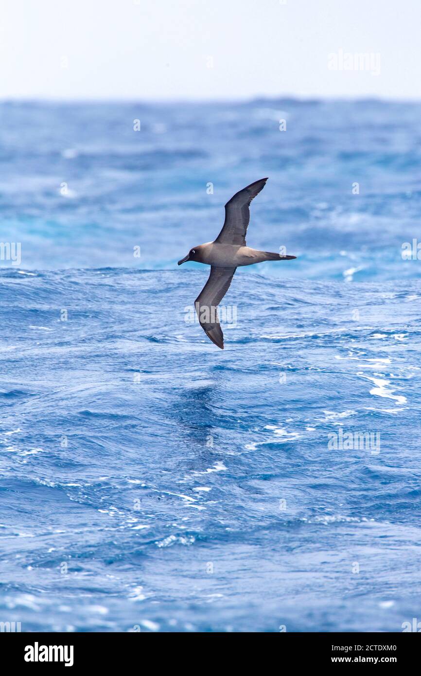 Light mantled sooty albatross hi-res stock photography and images - Alamy