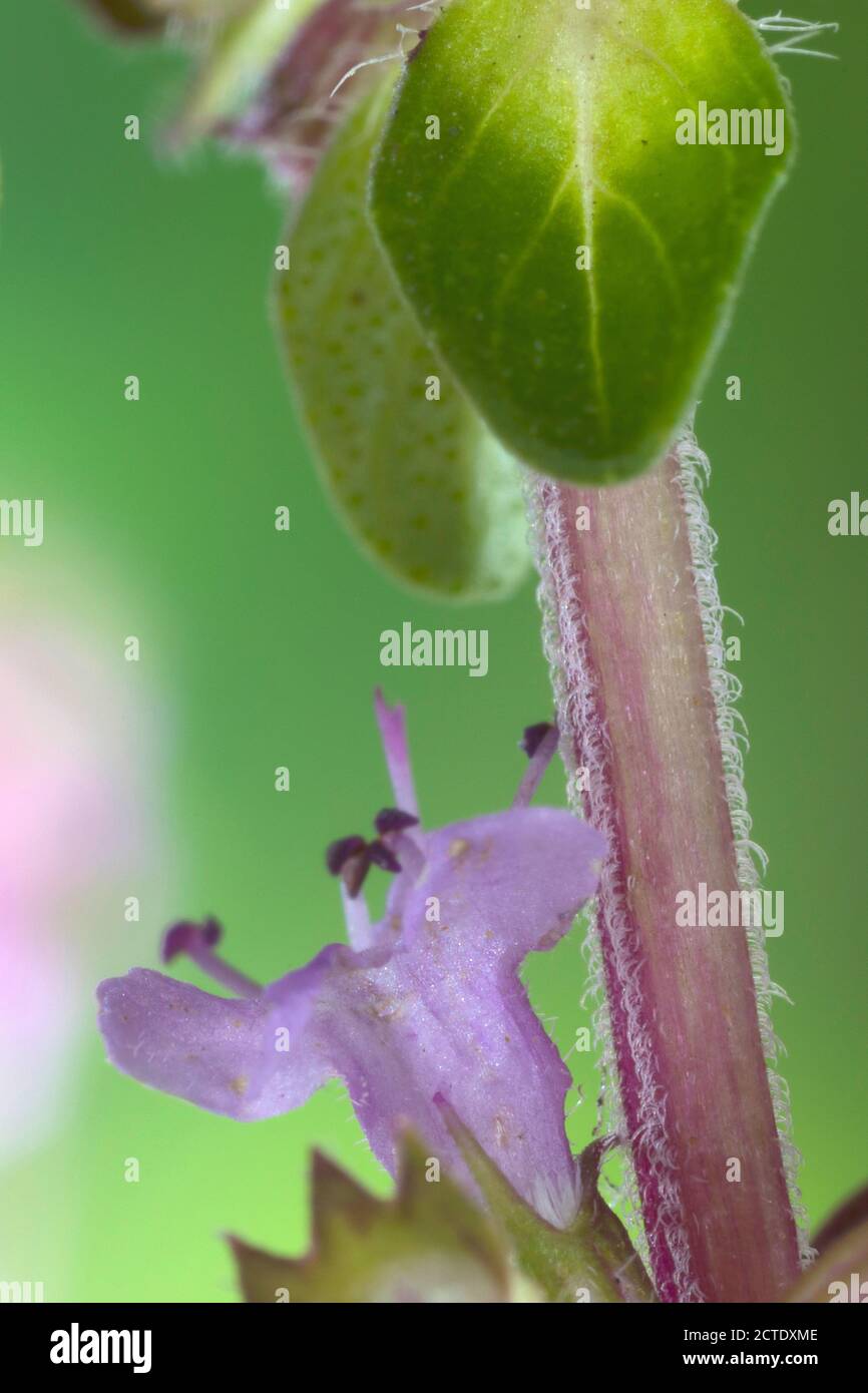 Broad-Leaved Thyme, Dot Wells Creeping Thyme, Large Thyme, Lemon Thyme, Mother of Thyme, Wild Thyme (Thymus pulegioides), stem, Germany Stock Photo