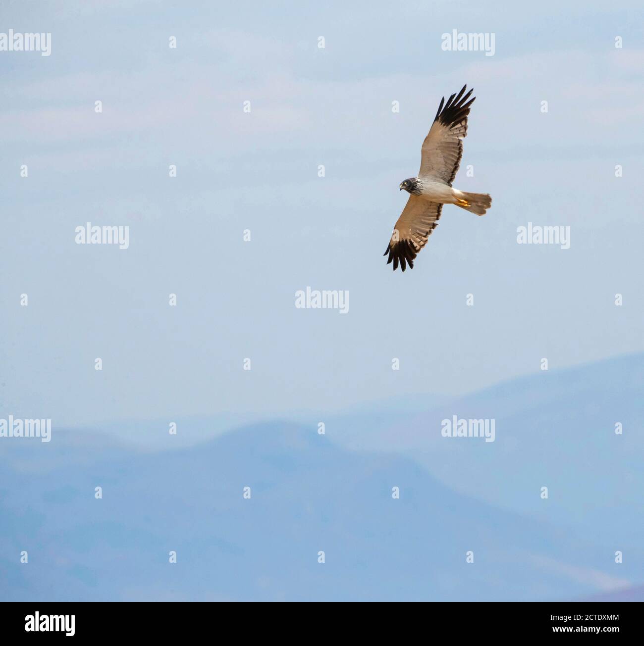 Madagascar MarshHarrier, Madagascar harrier, Malagasy Harrier (Circus