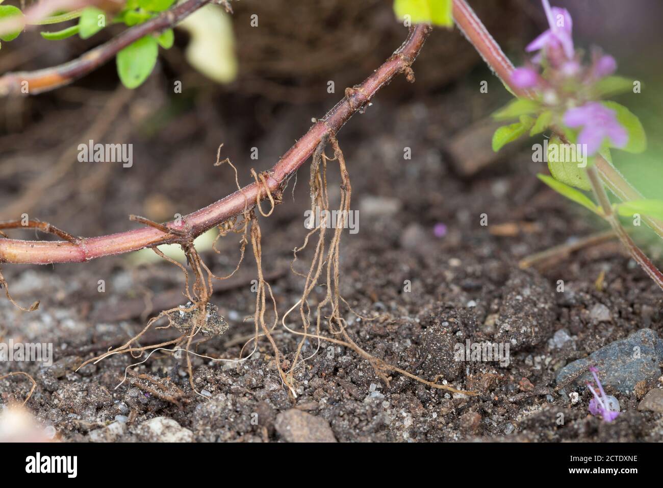BroadLeaved Thyme, Dot Wells Creeping Thyme, Large Thyme, Lemon Thyme