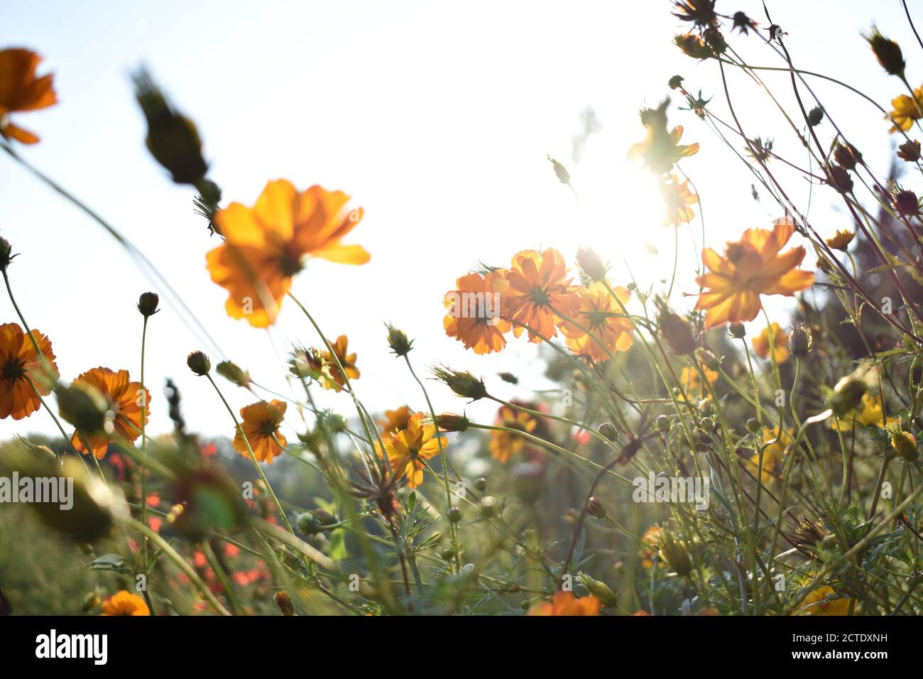 Wildflowers growing in a pollinator garden in Nebraska. Stock Photo