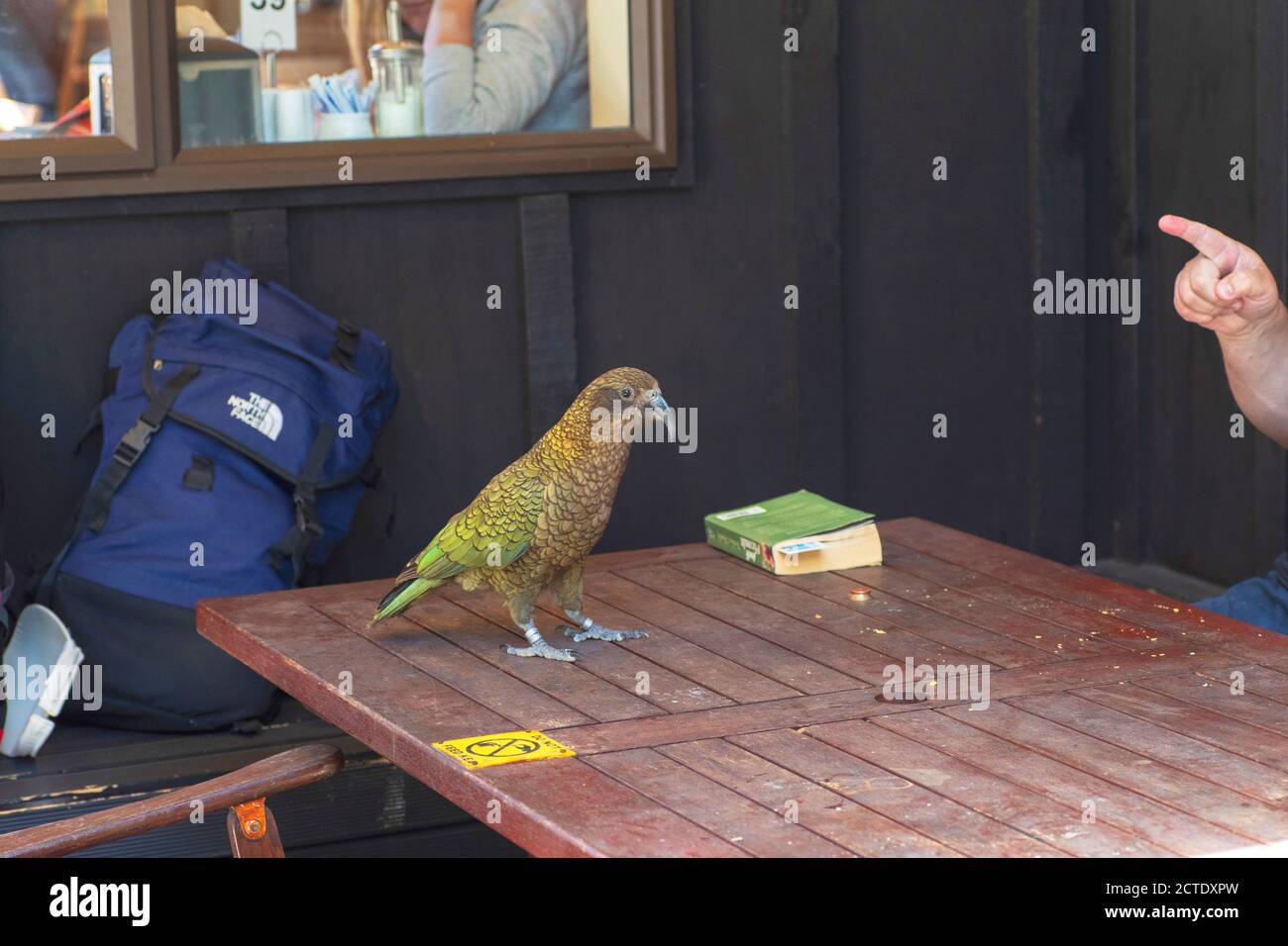 kea (Nestor notabilis), standing on a table at a restaurant, tryint to steal food, New Zealand, Southern Island Stock Photo