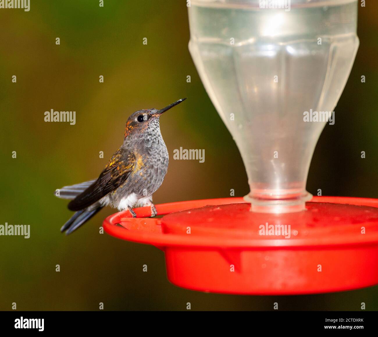 Hoary puffleg (Haplophaedia lugens), perched on an artificial hummingbird feeder, Ecuador, Tandayapa valley Stock Photo