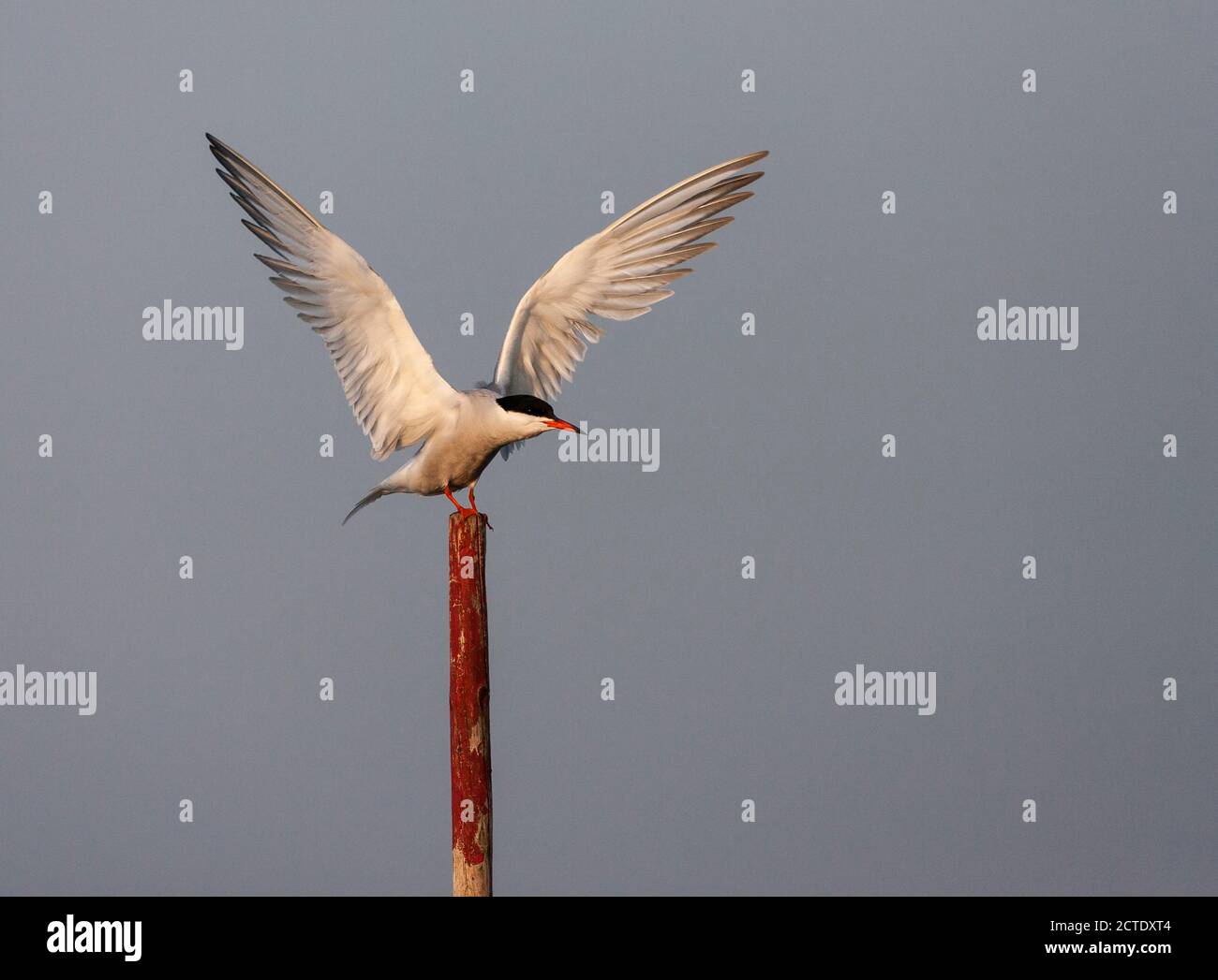 Common tern (Sterna hirundo, Sterna hirundo hirundo), Adult landing on a wooden pole, spread wings, Netherlands Stock Photo