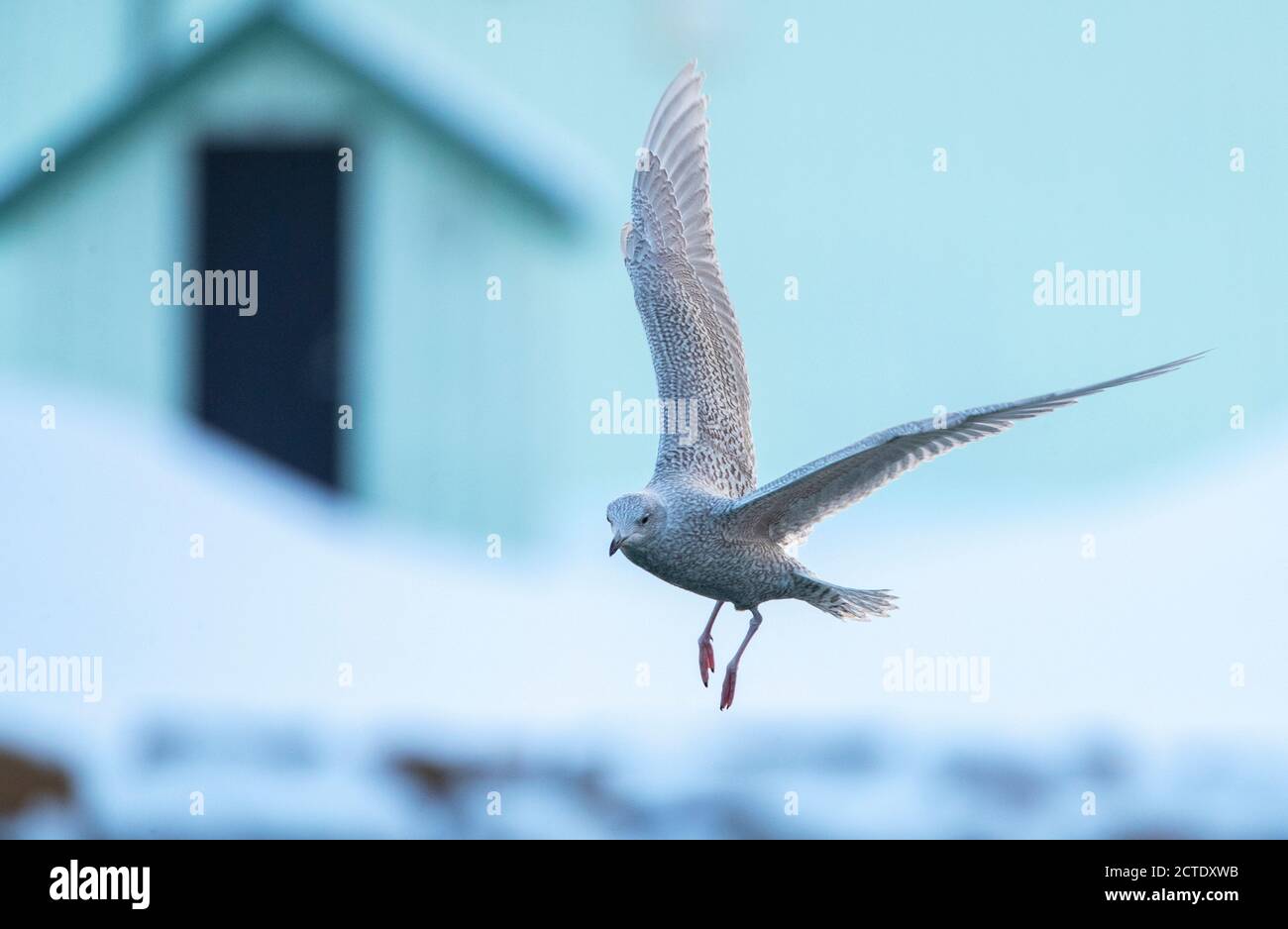 Iceland gull (Larus glaucoides), Wintering immature flying in front of an urban area, Norway, Finnmark, Varangerfjord Stock Photo