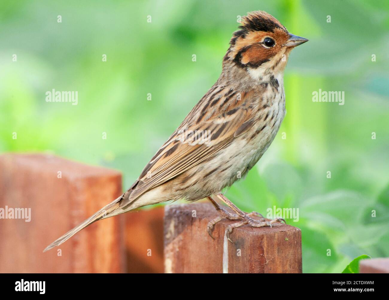 little bunting (Emberiza pusilla), perched on a low wooden fench. With erected crest, China, Hebei, Happy Island Stock Photo