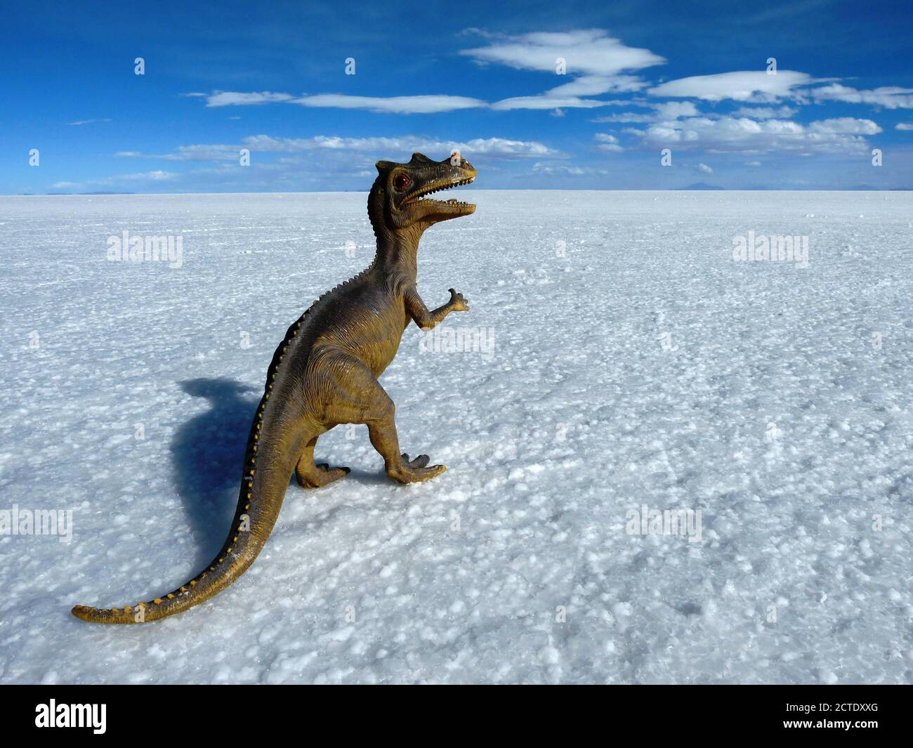 Toy dinosaur at white desert. Toy tyrannosaurus in Salt flats of Uyuni, Bolivia, Altiplano. Perspective background. Salar de Uyuni. Blue sky. Horizont Stock Photo