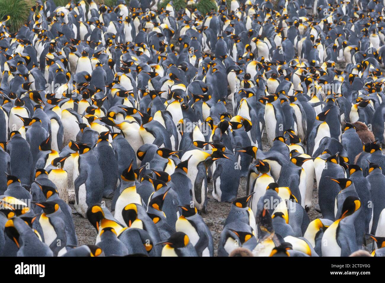 king penguin (Aptenodytes patagonicus halli), colony on Macquarie