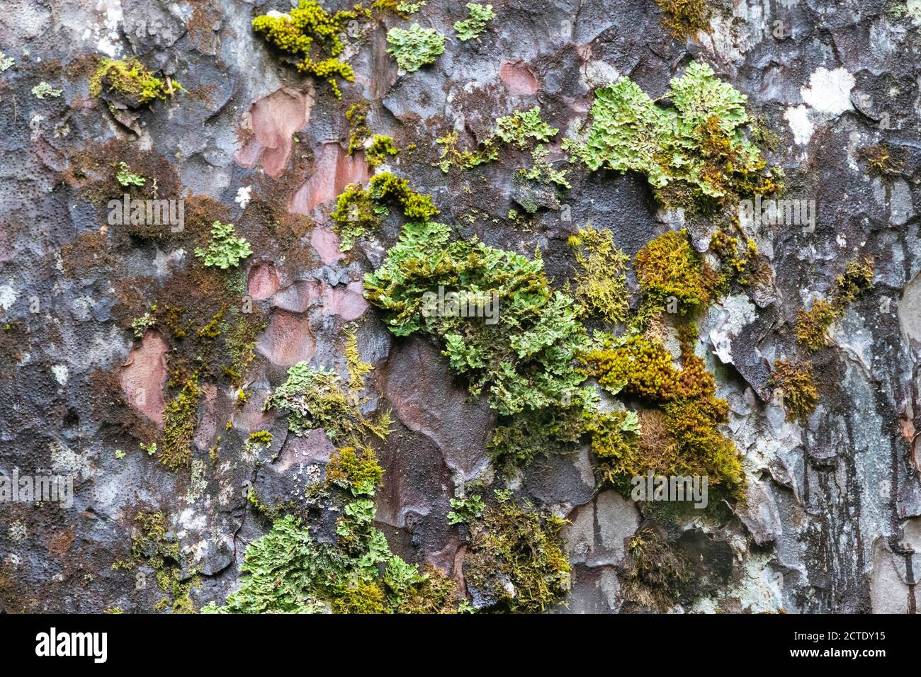 Kauri Pine (Agathis australis), lichens at tree trunk, New Zealand, Northern Island, Waipoua Forest Stock Photo