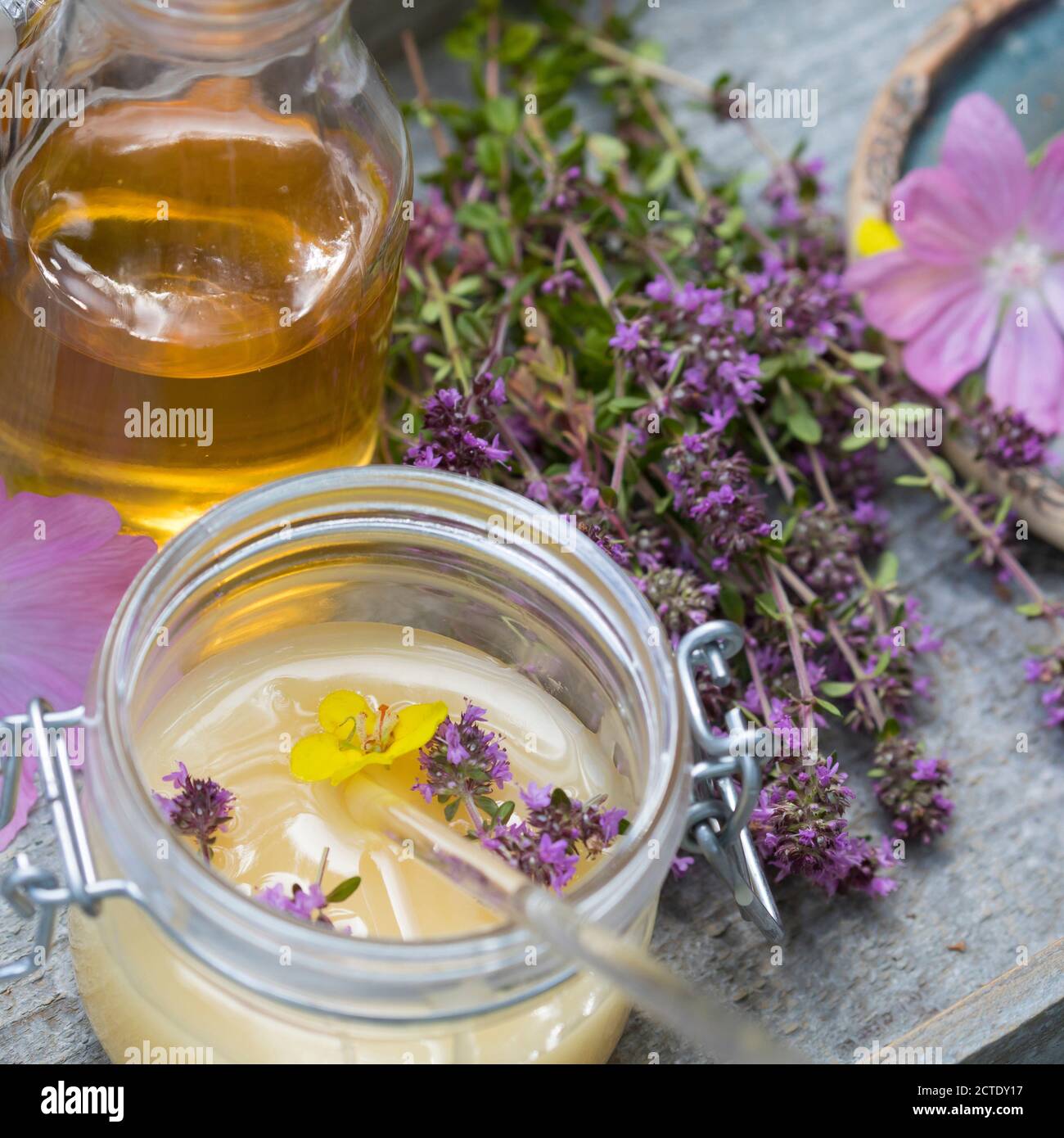 Broad-Leaved Thyme, Dot Wells Creeping Thyme, Large Thyme, Lemon Thyme, Mother of Thyme, Wild Thyme (Thymus pulegioides), Oxymel made of honey with Stock Photo