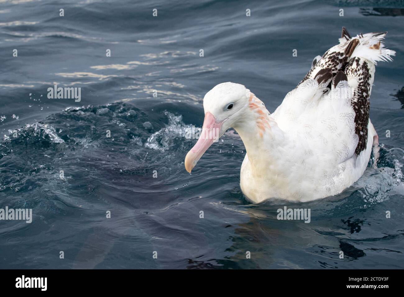 Gibson's albatross (Diomedea gibsoni), adult floating on the sea, with a Blue Shark (Prionace glauca) swimming just below the surface, New Zealand, Stock Photo