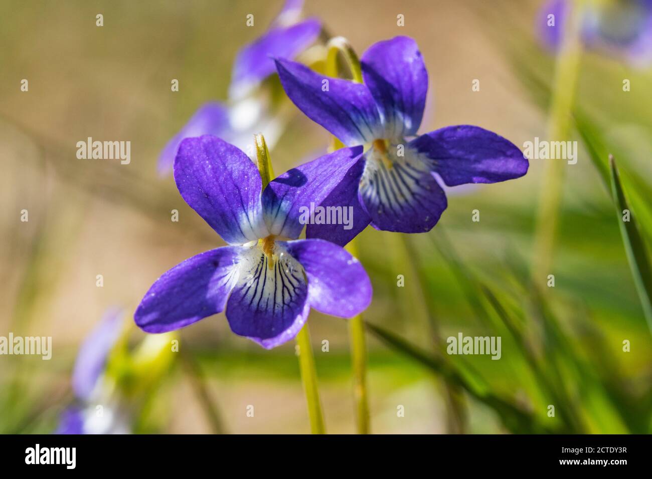violet (Viola canina), blooming, Netherlands, Gelderland Stock Photo