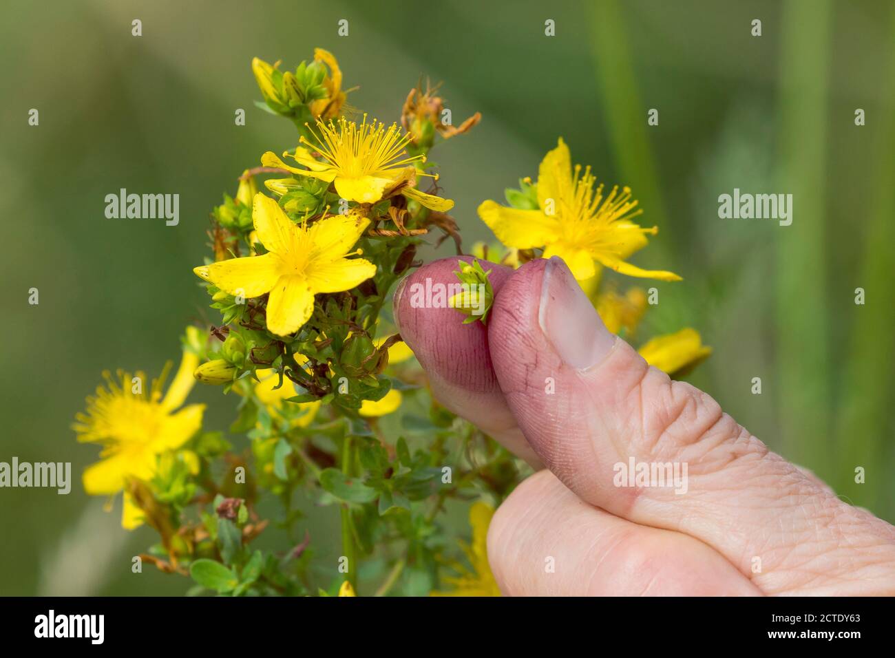 Common St Johns-wort, perforate St Johns-wort, klamath weed, St. Johns-wort (Hypericum perforatum), red color of a grinded flower, Germany Stock Photo
