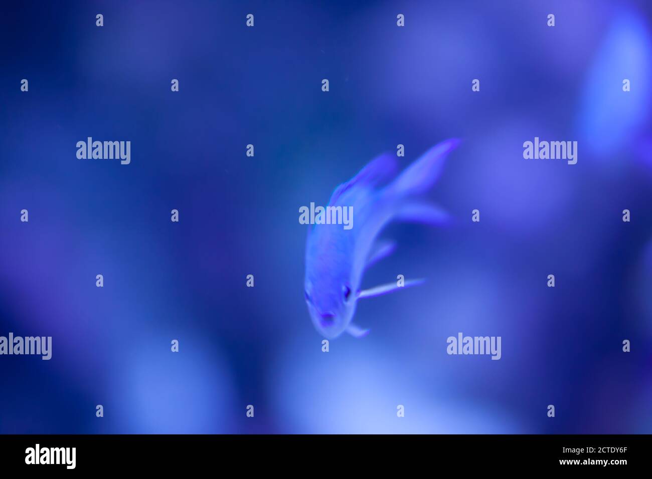 Underwater Cinematic - Close-up of a Blue Chromis / Chromis cyanea damselfish swimming in an aquarium. Bokeh & defocussed background Stock Photo