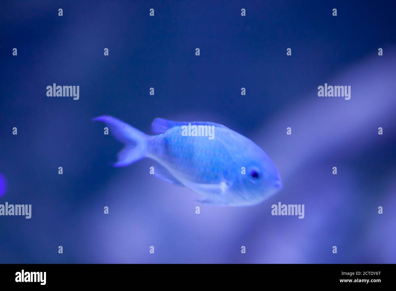 Underwater Cinematic - Close-up of a Blue Chromis / Chromis cyanea damselfish swimming in an aquarium. Bokeh & defocussed background Stock Photo