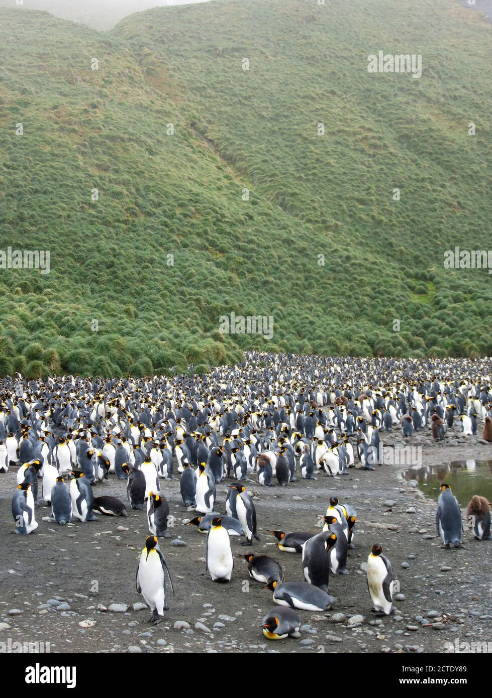 king penguin (Aptenodytes patagonicus halli), Big group of King