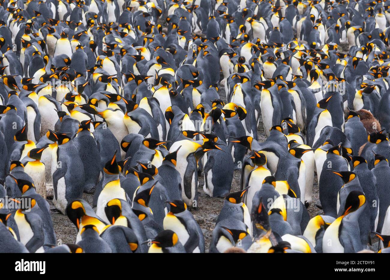 king penguin (Aptenodytes patagonicus halli), colony on Macquarie