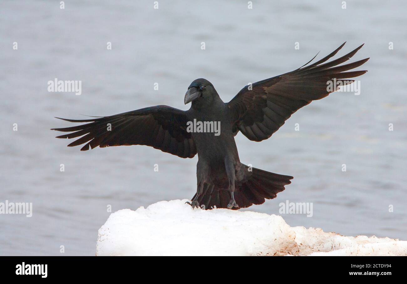 Large-billed Crow, Jungle Crow (Corvus macrorhynchos japonensis, Corvus japonensis), landing on a heap of snow, Japan, Hokkaido Stock Photo