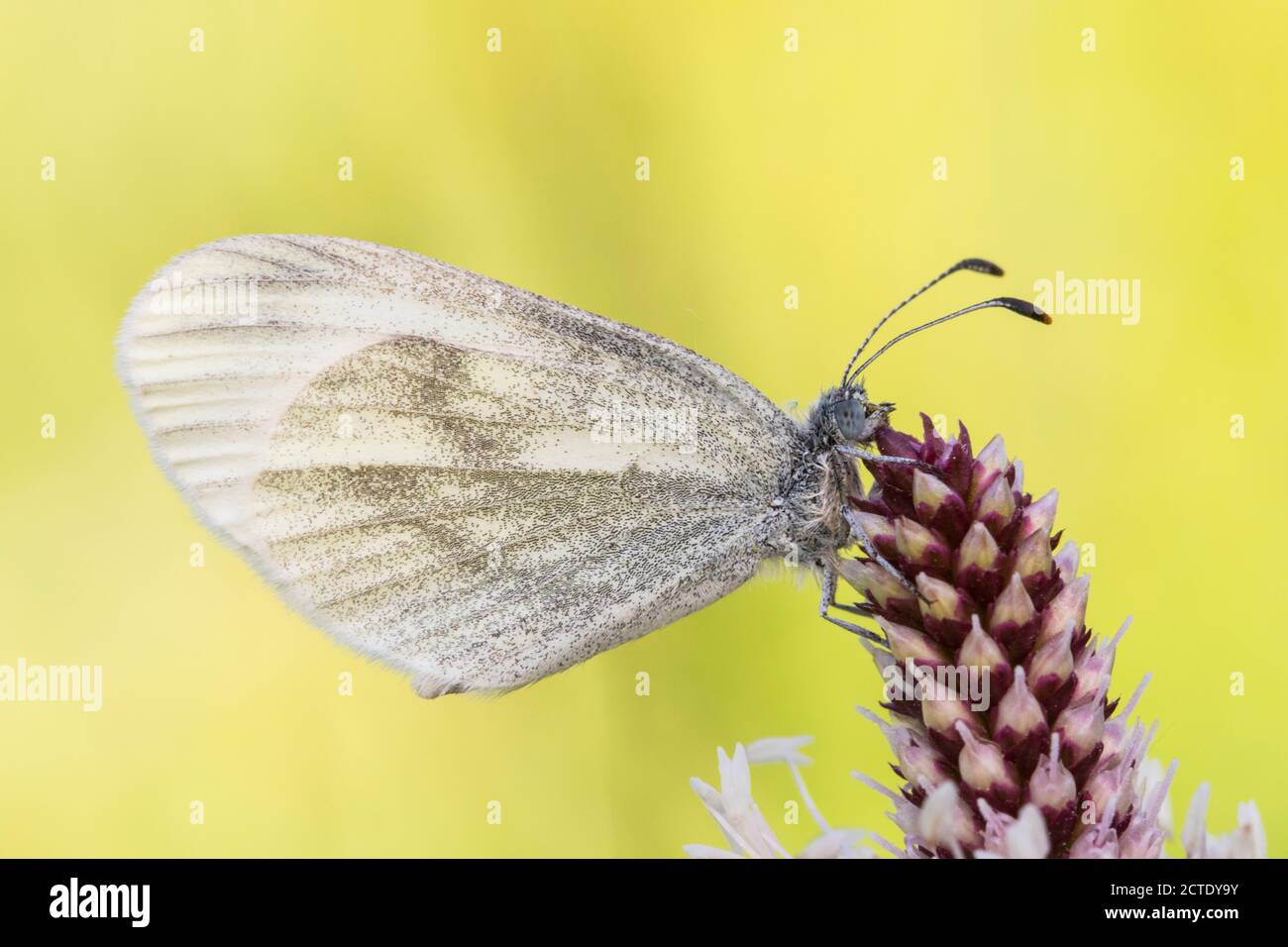 wood white butterfly, wood white (Leptidea sinapis), sitting at plantain, Germany, North Rhine-Westphalia Stock Photo