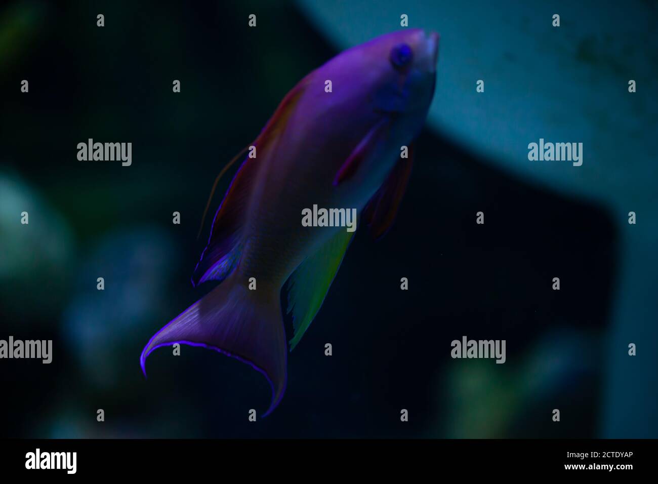 Colourful Sea Goldie / lyretail fairy basslet /  Pseudanthias squamipinnis swimming in an aquarium Stock Photo