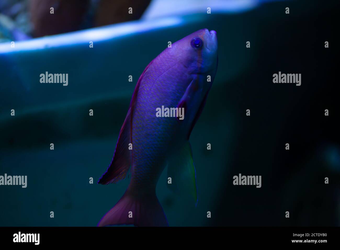 Colourful Sea Goldie / lyretail fairy basslet /  Pseudanthias squamipinnis swimming in an aquarium Stock Photo