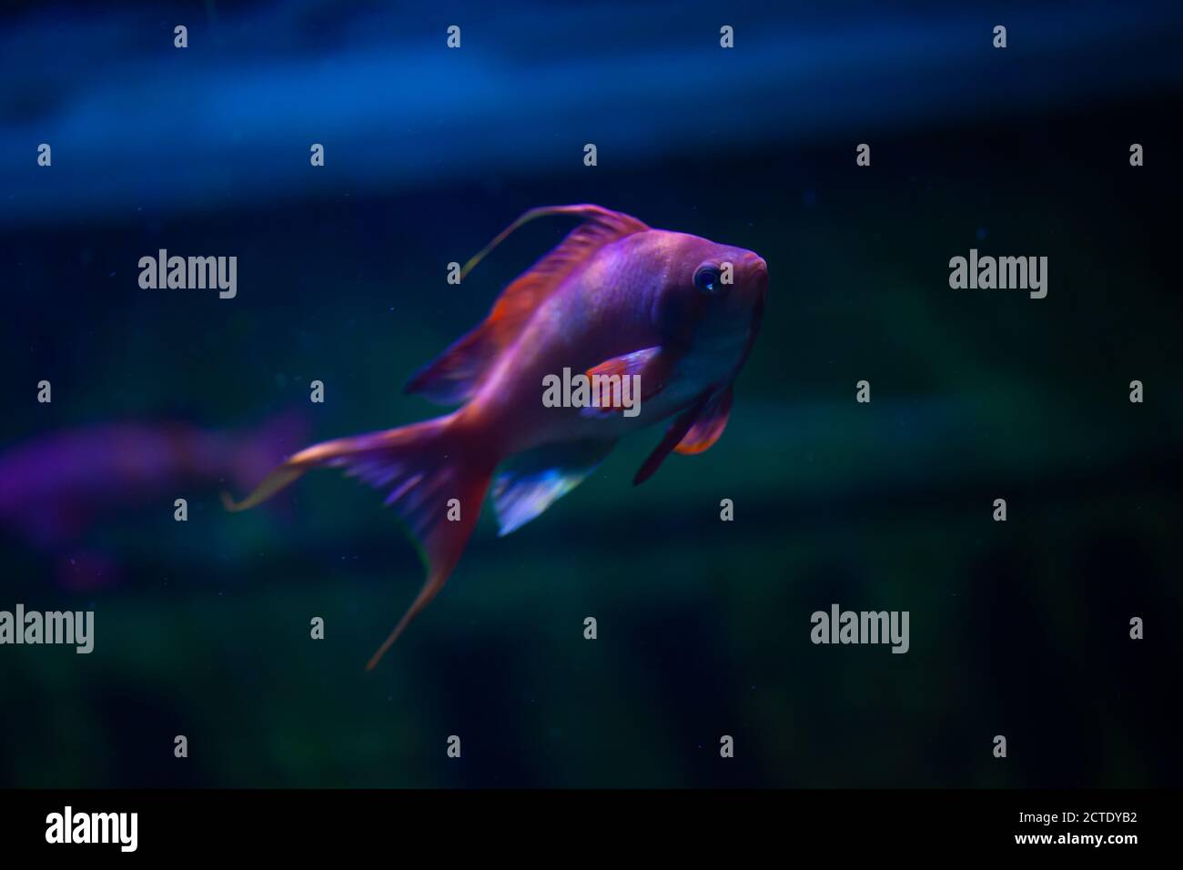 Colourful Male Sea Goldie / lyretail anthia / fairy basslet /  Pseudanthias squamipinnis swimming in an aquarium Stock Photo