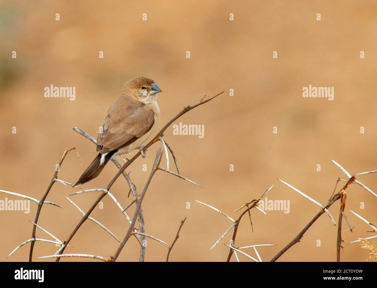 Indian silverbill, White-throated munia (Euodice malabarica, Lonchura malabrica), perched in low acacia bush with spiky thorns, India Stock Photo
