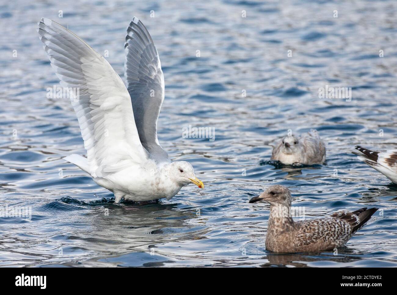 glaucous-winged gull (Larus glaucescens), landing on the sea water with both wings held above the body, Japan, Hokkaido Stock Photo