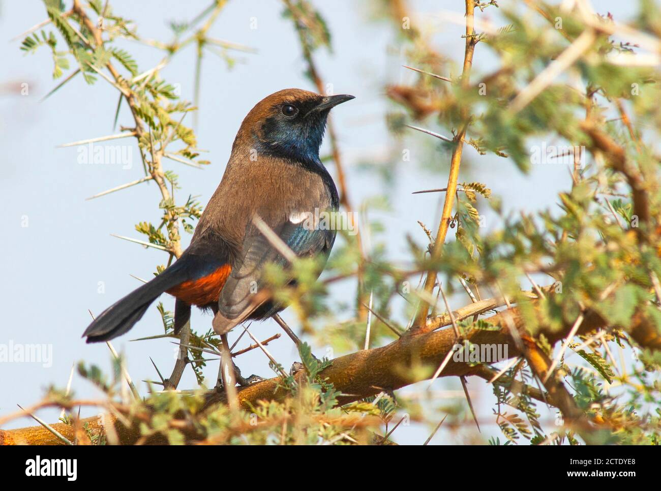 Indian robin (Copsychus fulicatus), Male perched in acacia tree, India, Stock Photo