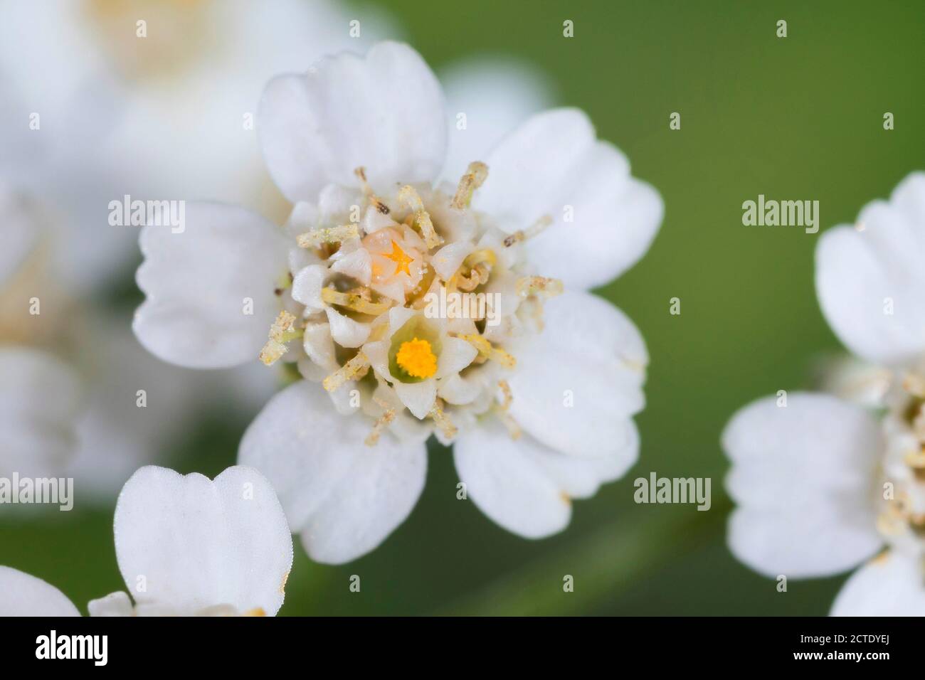 Yarrow, Common yarrow (Achillea millefolium), flowers, Germany Stock Photo