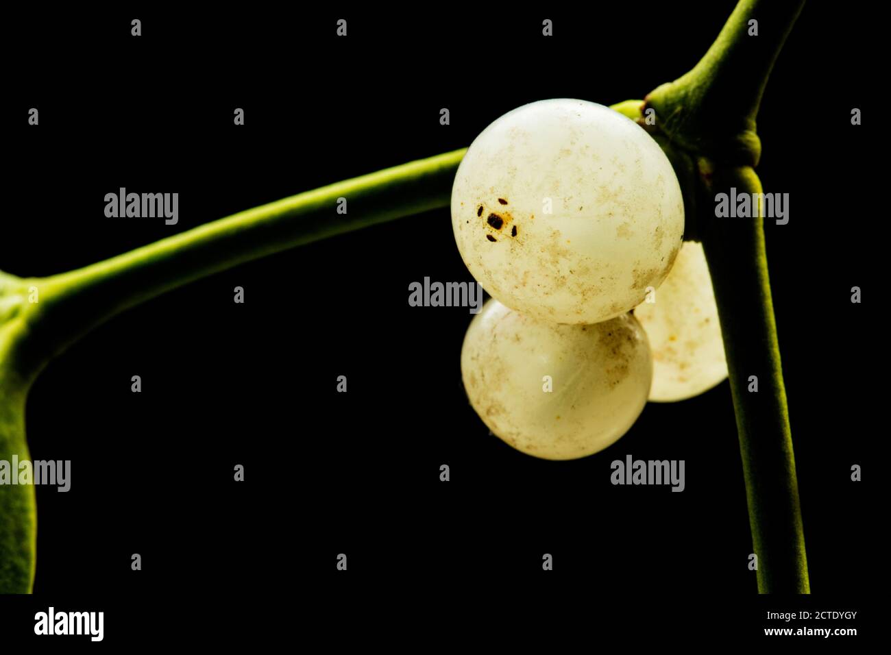 mistletoe (Viscum album subsp. album, Viscum album), branch with fruits against black background, Netherlands Stock Photo