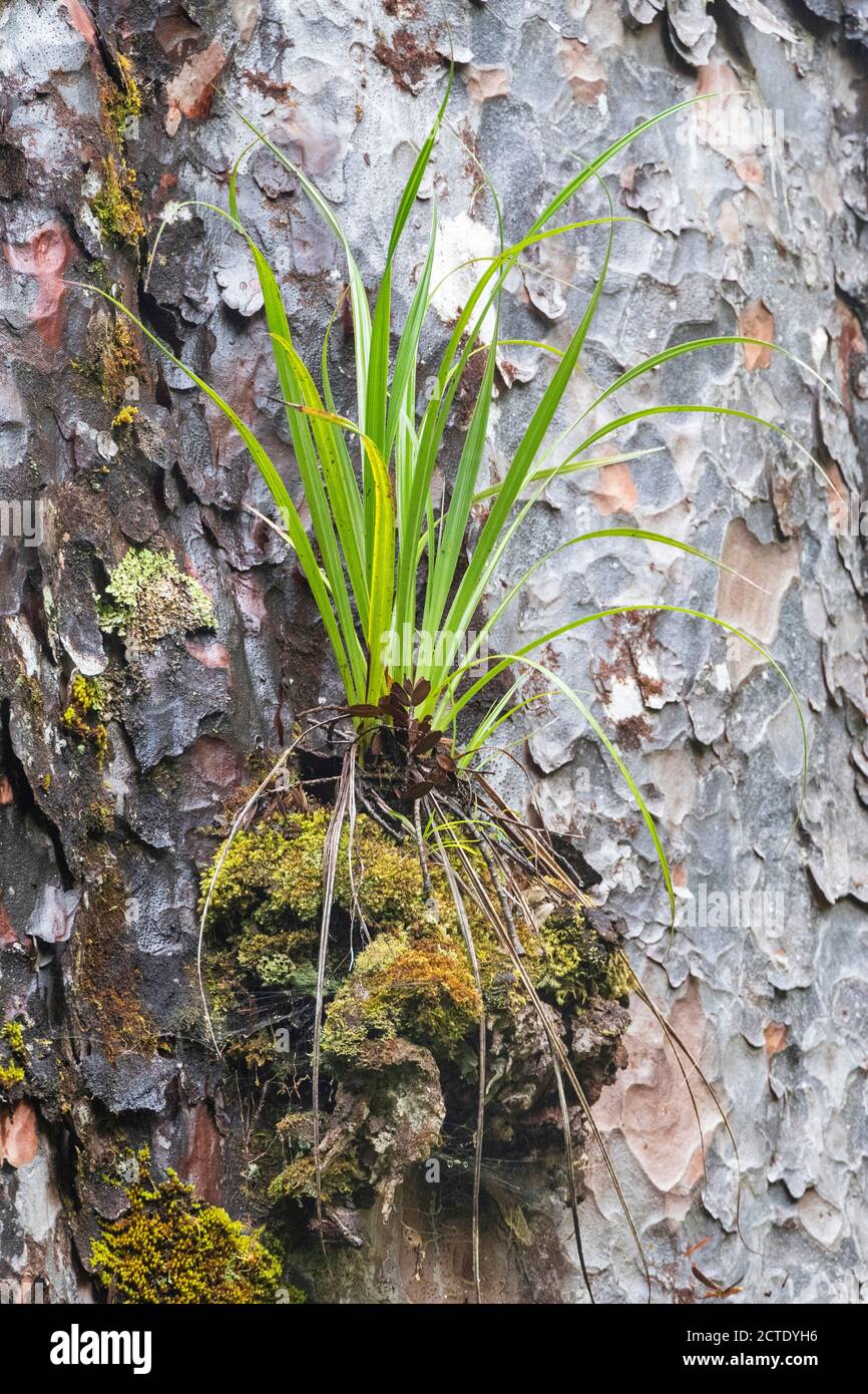 Kauri Pine (Agathis australis), epiphyte at tree trunk, New Zealand, Northern Island, Waipoua Forest Stock Photo