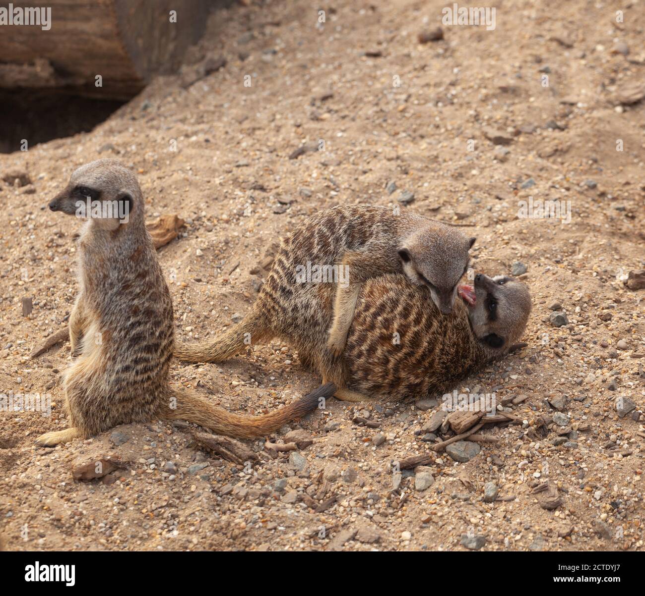 Team Meerkat / Jobsharing concepts - Meerkats share jobs such as watching their young and looking out for predators, each taking turns to perform task Stock Photo - Alamy Team Meerkat / Jobsharing concepts - Meerkats share jobs such as watching their young and looking out for predators, each taking turns to perform task Stock Photo - Alamy