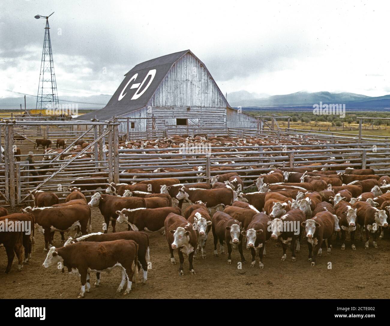 1940s cattle industry hi-res stock photography and images - Alamy
