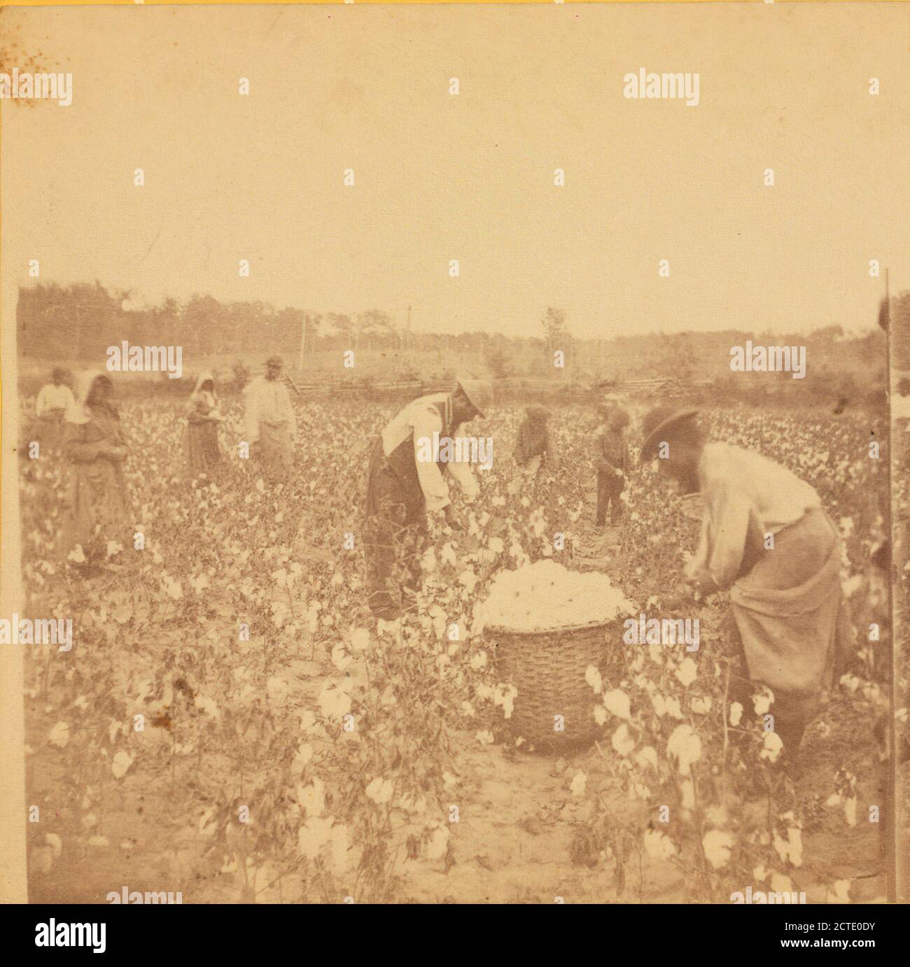 Picking cotton., North Carolina Stock Photo - Alamy