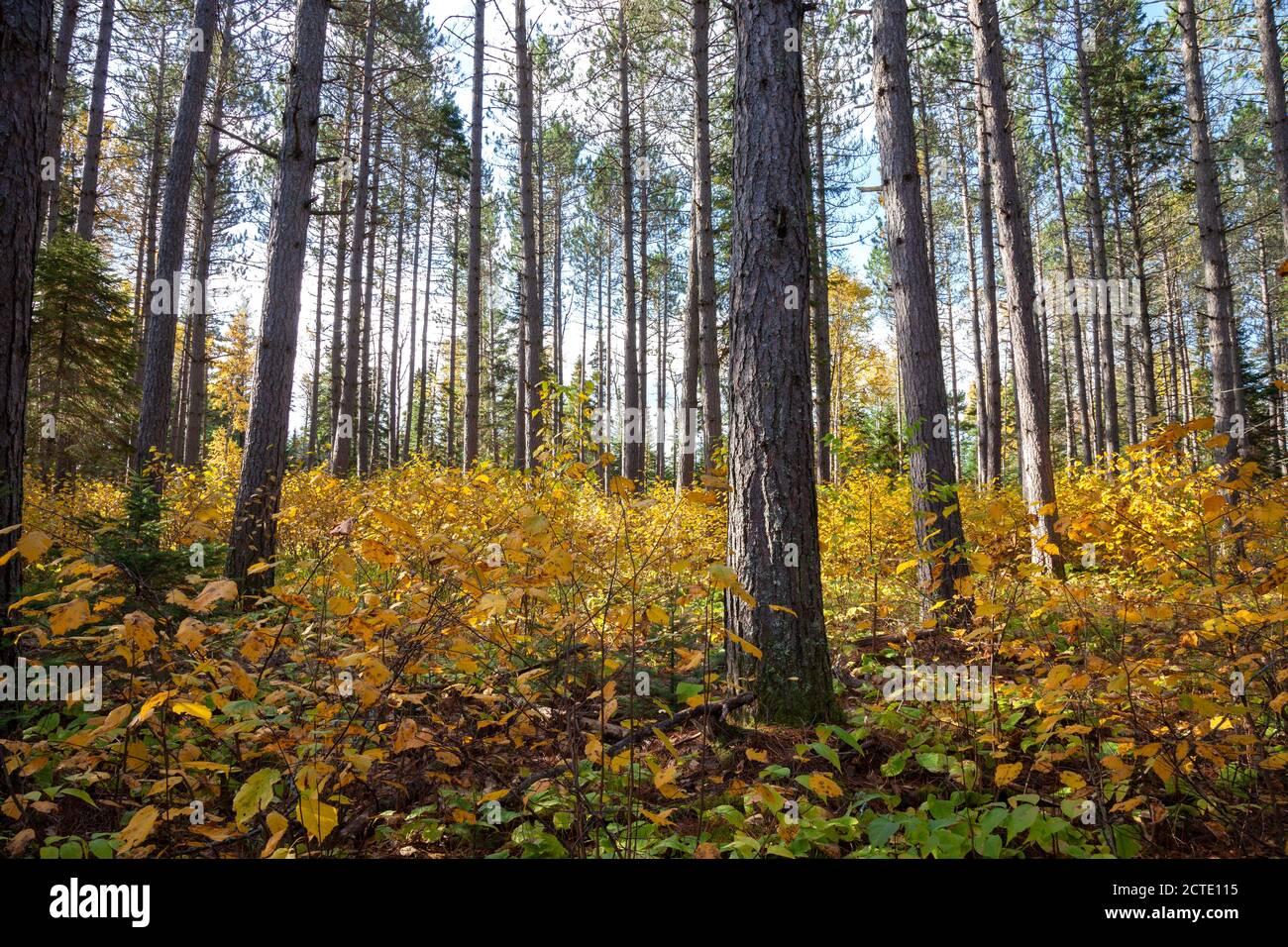 A stand of pines in filtered sunlight during autumn in northern Minnesota Stock Photo