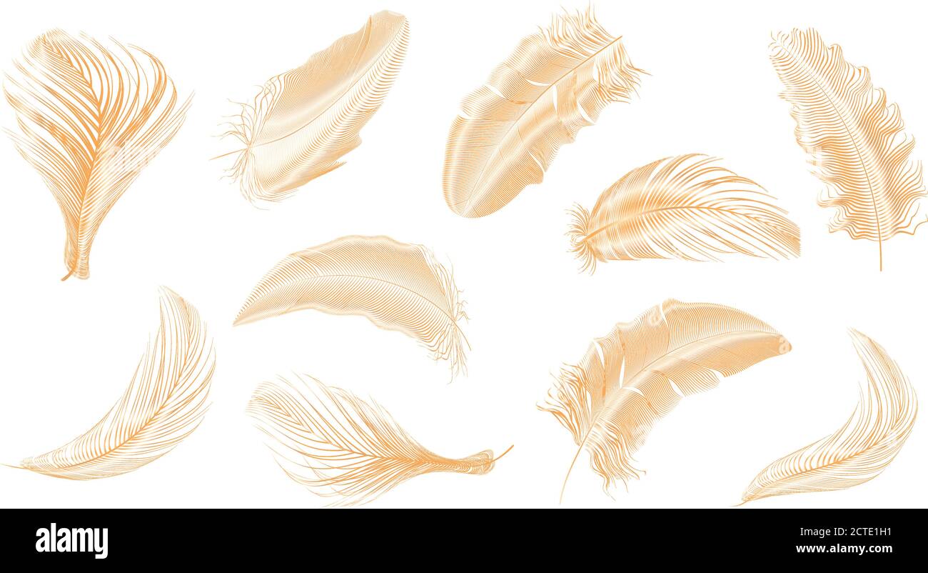 Vector Gold Feathers Collection Set Different Stock Vector