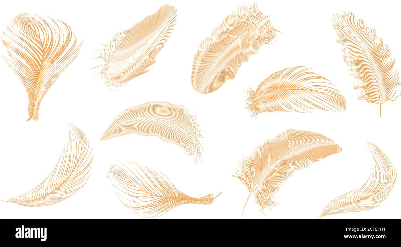Vector gold,pink ,silver feathers collection set on a white background ...