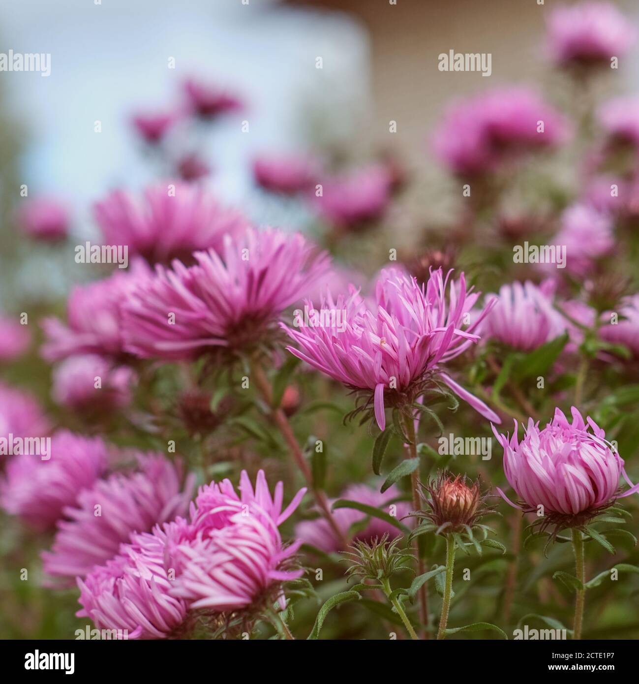 Chrysanthemum pink daisy hi-res stock photography and images - Alamy