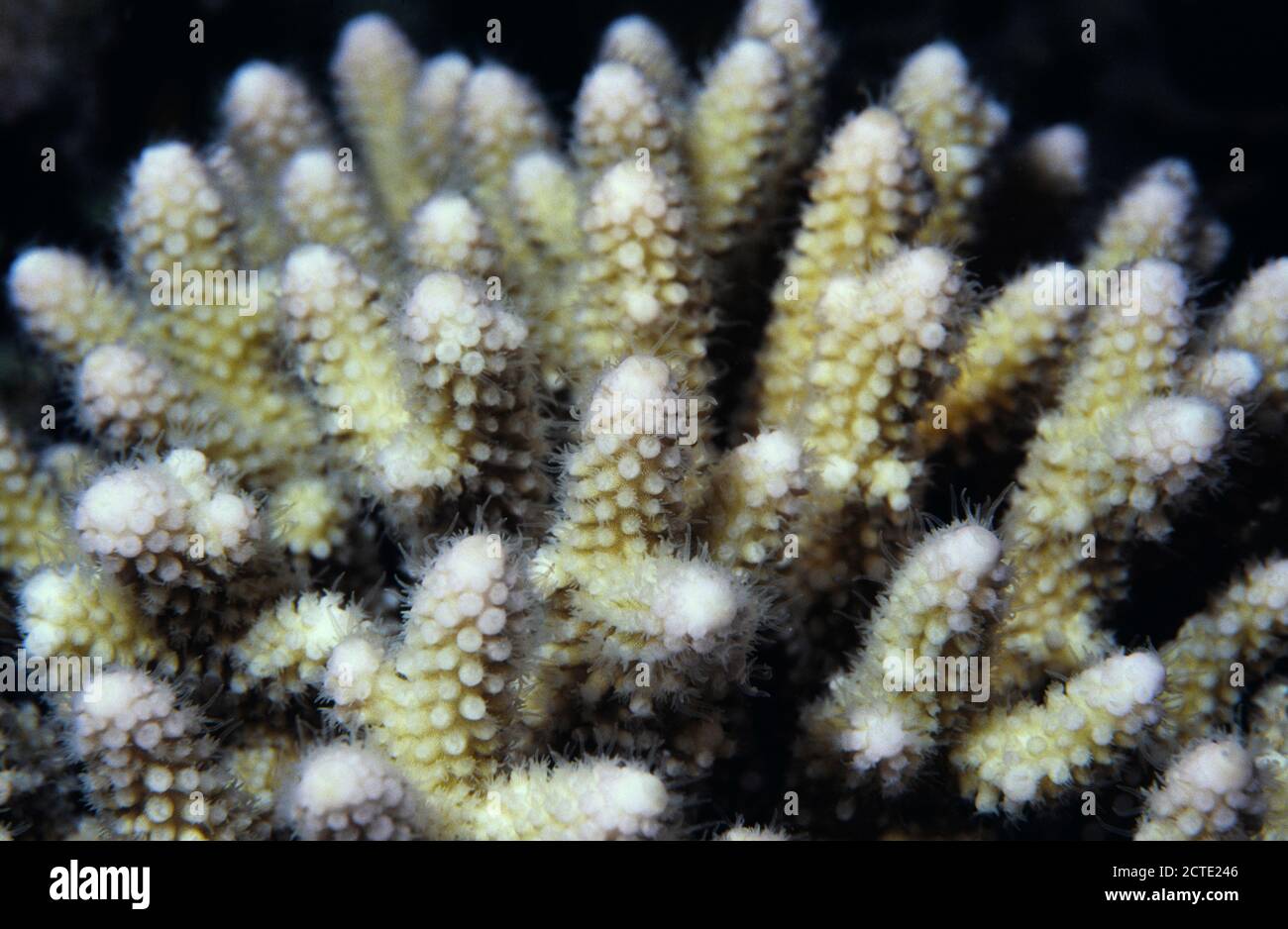 Coral, Red Sea, Egypt Stock Photo