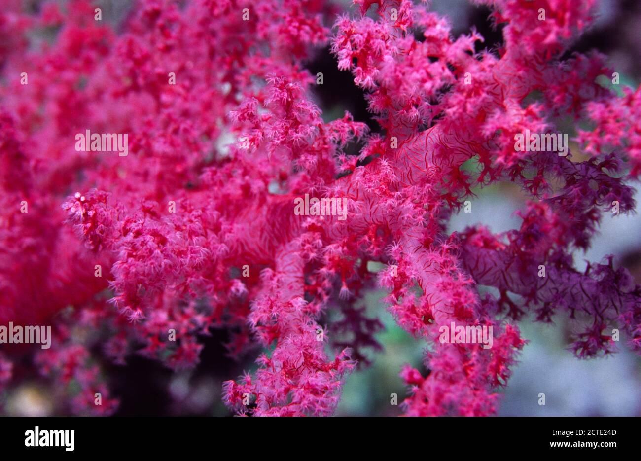 Pink Soft Coral, Red Sea, Egypt Stock Photo