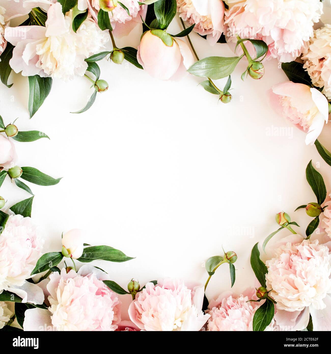 frame made of beautiful pink peonies on white background. Flat lay, top ...