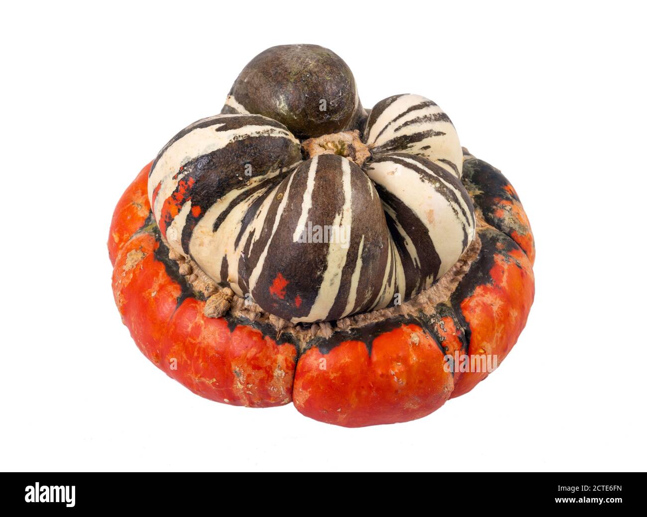 Turban Squash Also Known As Turk S Turban Or French Turban Is A Type   Turban Squash Also Known As Turks Turban Or French Turban Is A Type Of Squash Most Often Used As A Winter Squash 2CTE6FN 