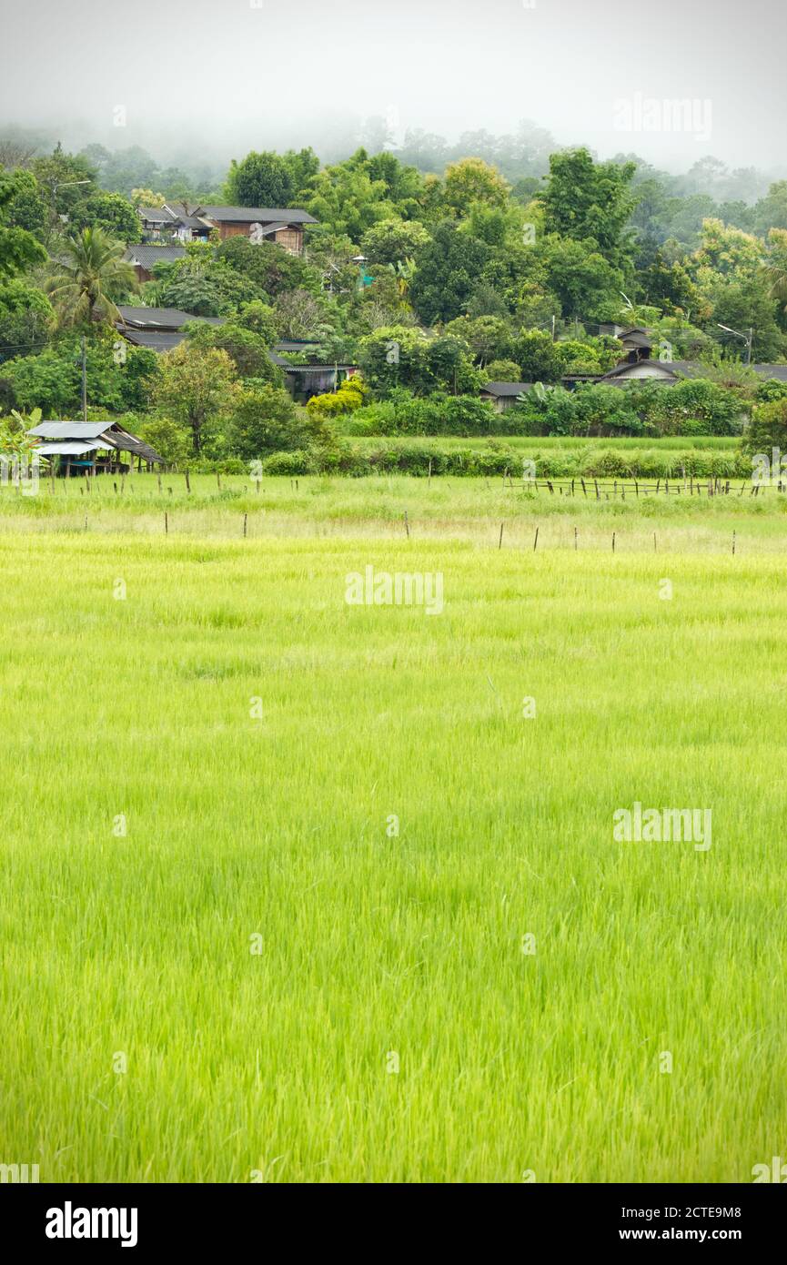 Rural villages of Thailand in the Asian zone and rice fields among the mountains and thick fog in the morning during the rainy season. The concept of Stock Photo